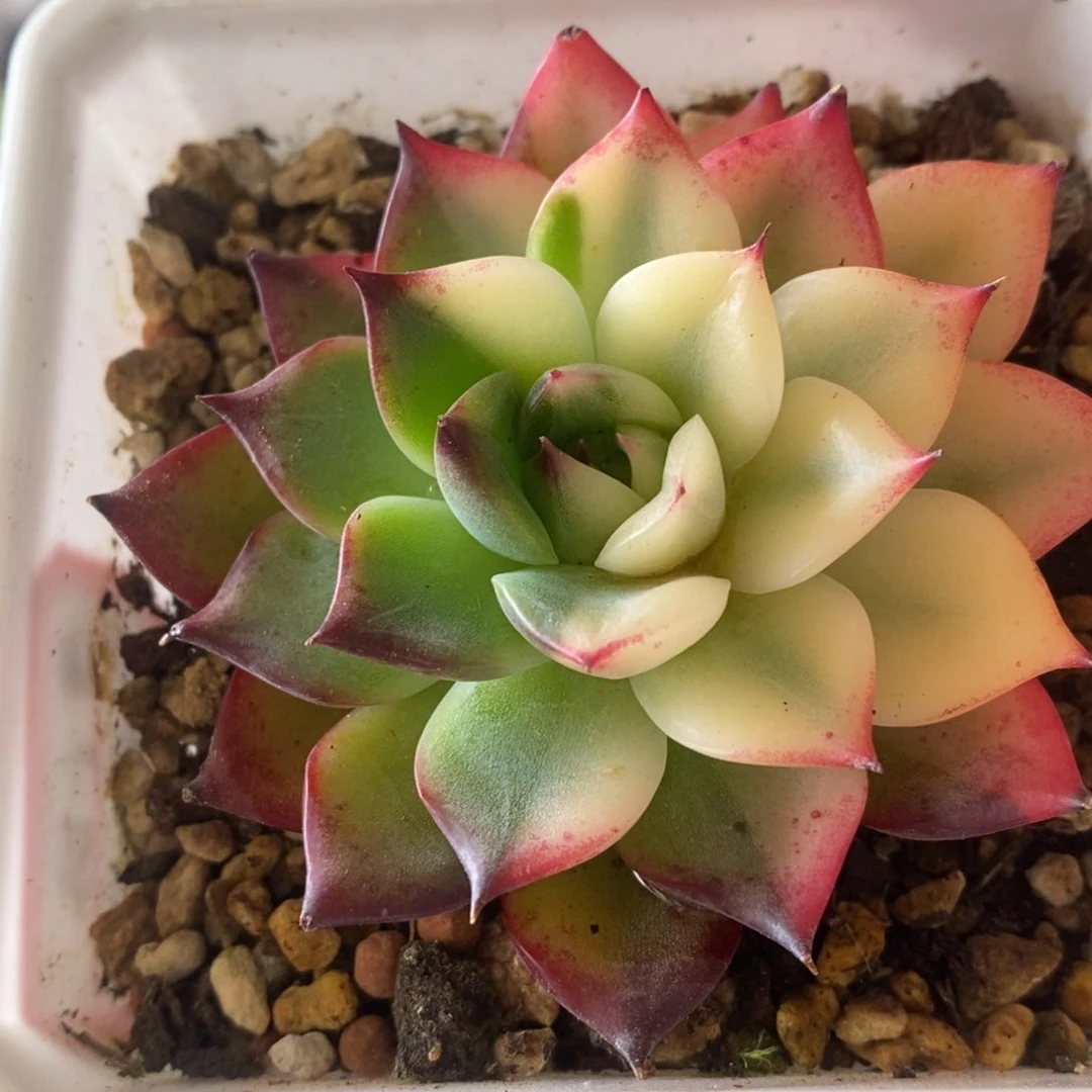 倾**物多肉多肉多肉