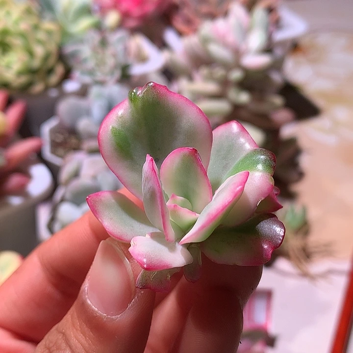 狂野男爵锦腹轮锦侧芽