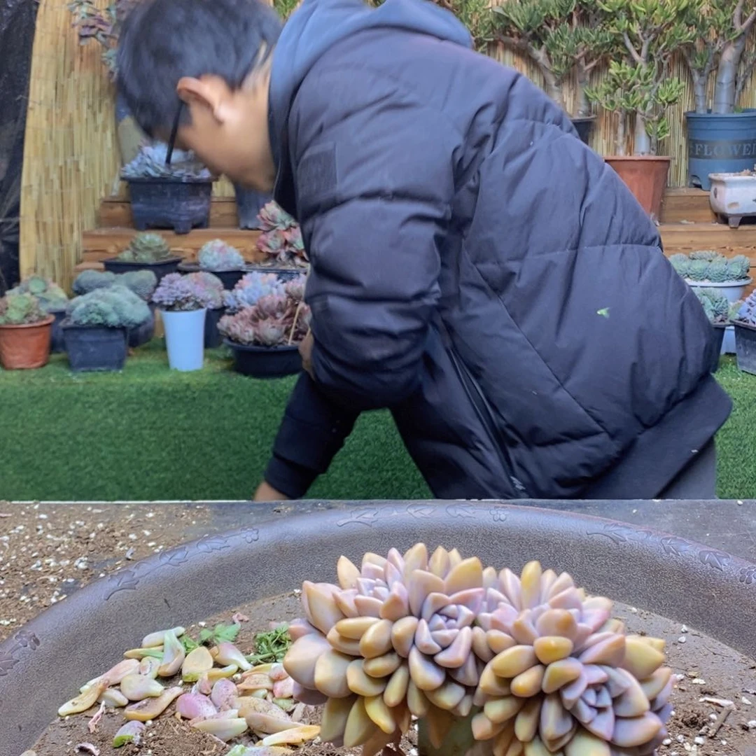 漫*E68号号淡雪缀化多肉