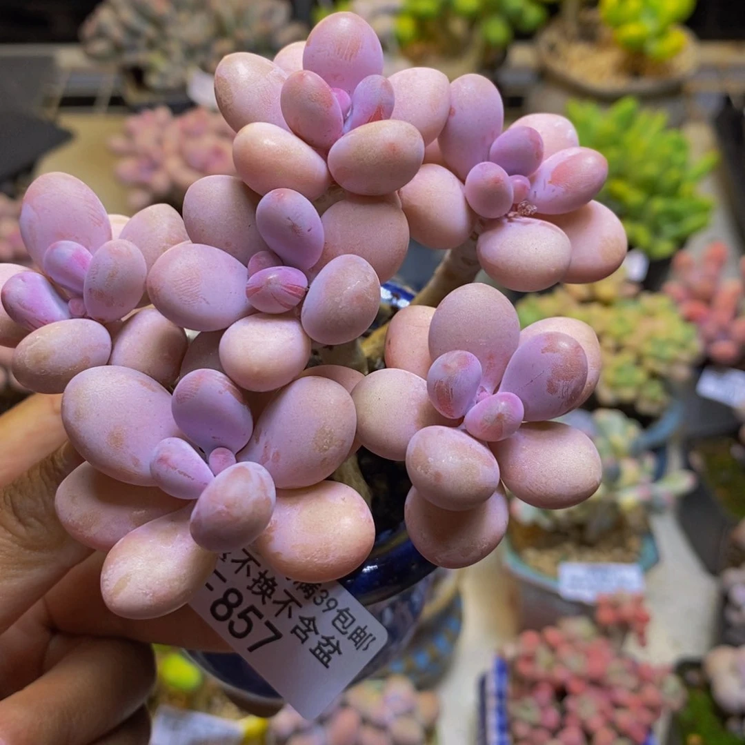 857糖果桃蛋多肉9cm