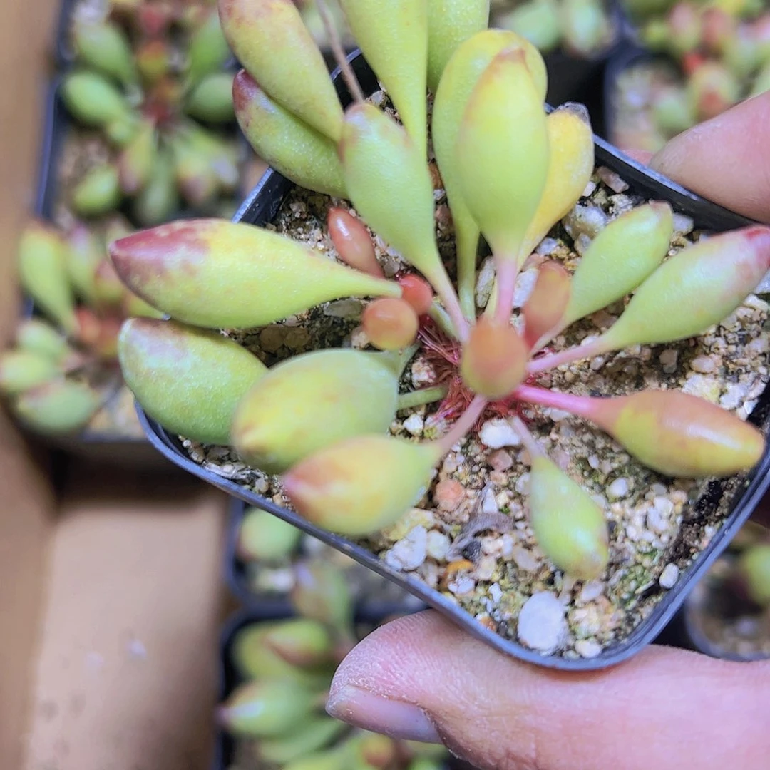 鼓槌19包邮多肉植物