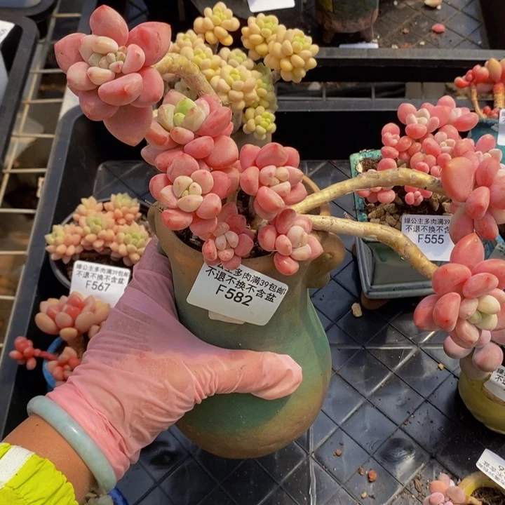 樱花洛神老桩582多肉植物