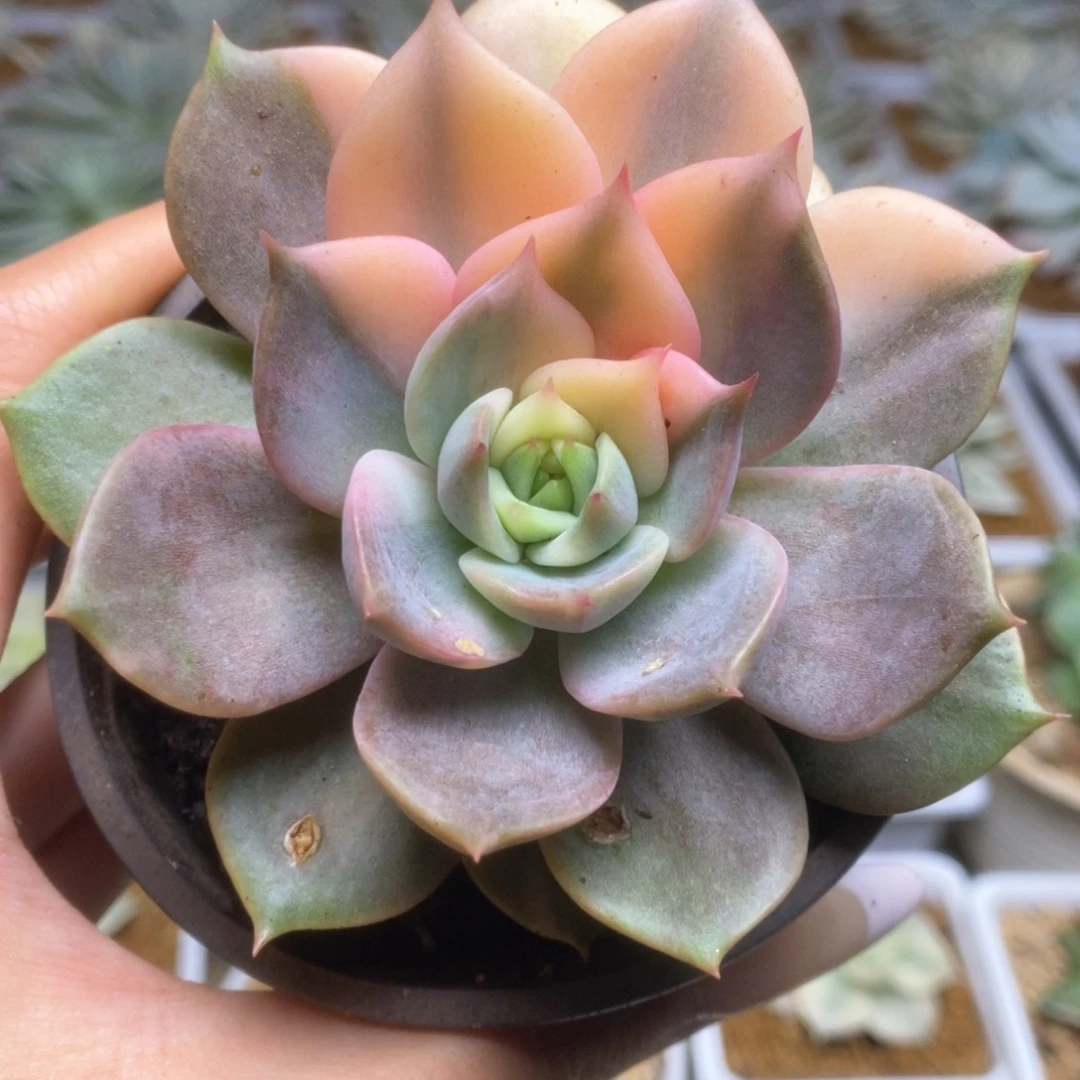 016锦锦锦锦锦锦锦锦锦