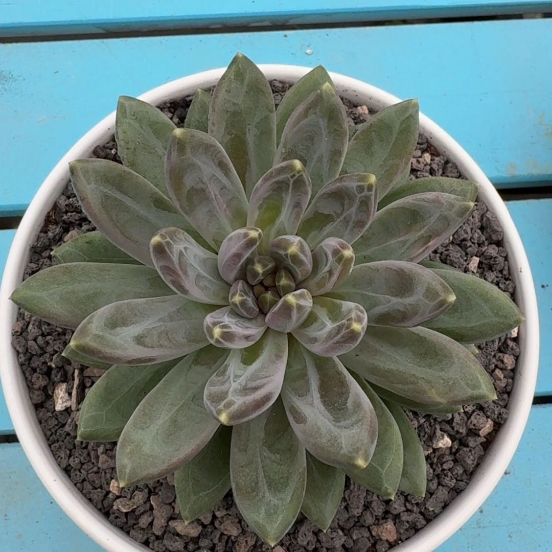 茶***蛋啊啊啊啊啊啊啊啊啊啊