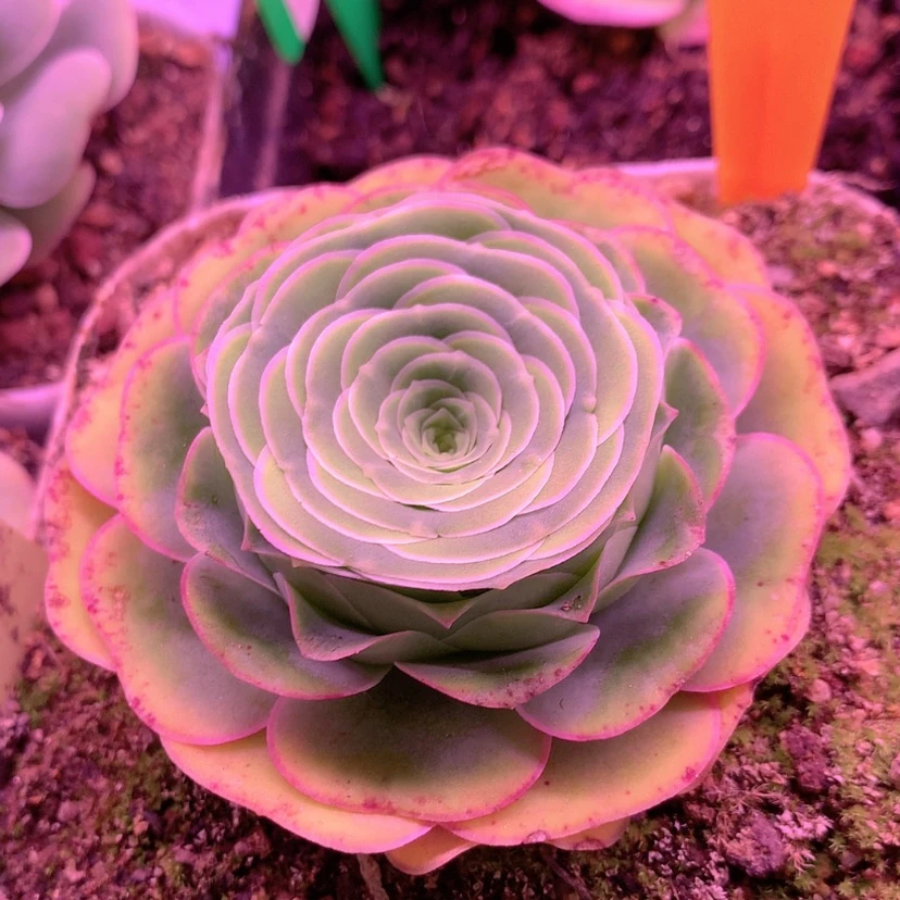 【闪购商品】yjj830红裙