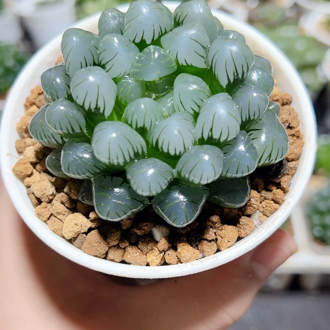 万象盆冰灯玉露发货