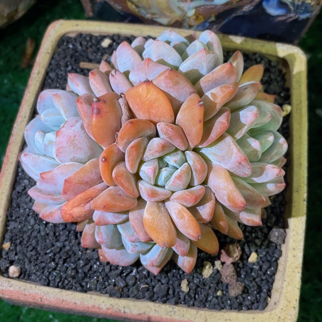 多肉植物盆栽多肉植物