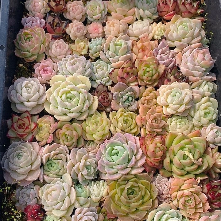 73 多肉植物盆栽花卉植物