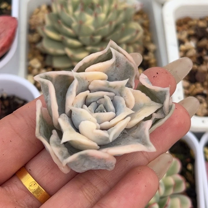 爱****宝莉娜锦头盖一颗价格