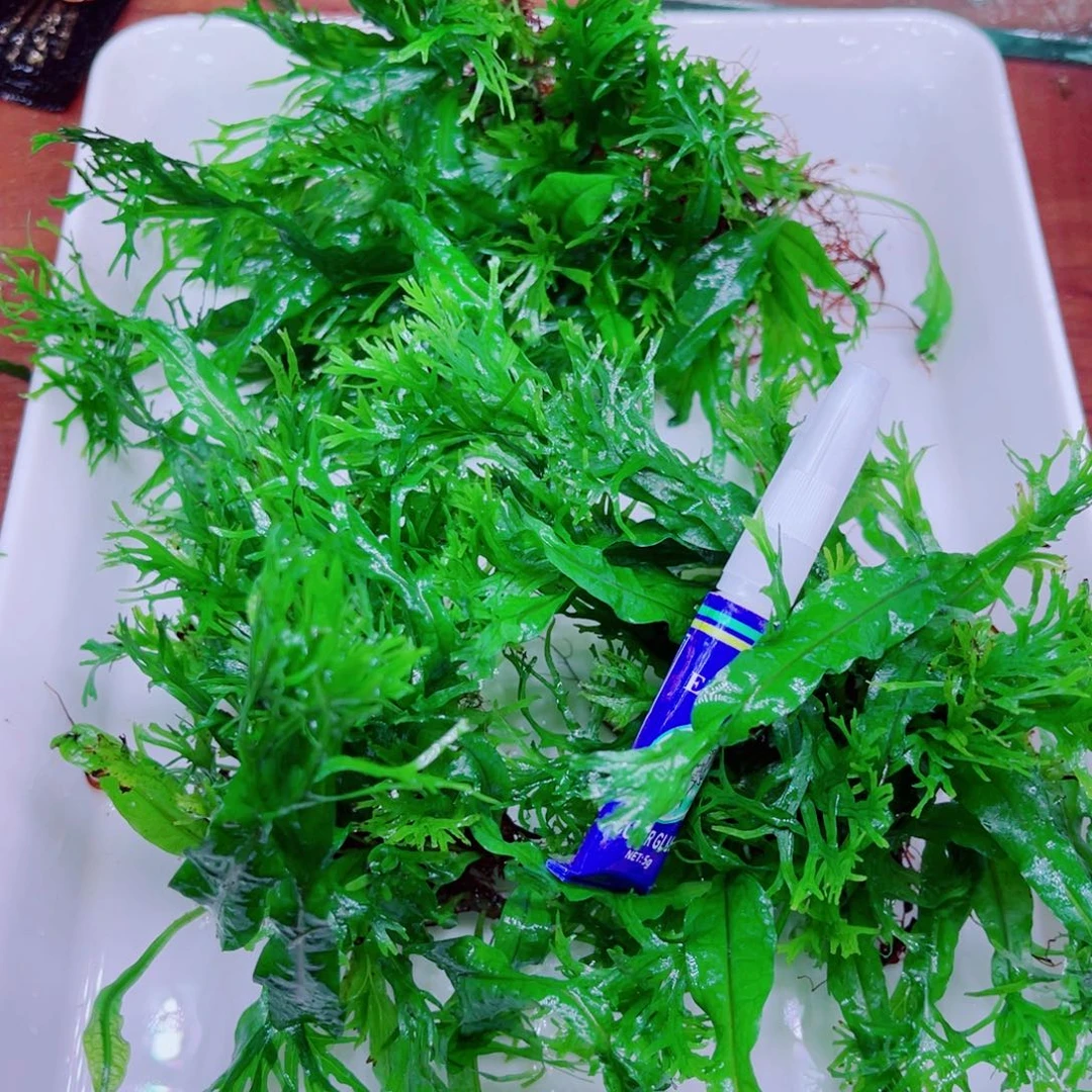 美小呆特价套餐一份
