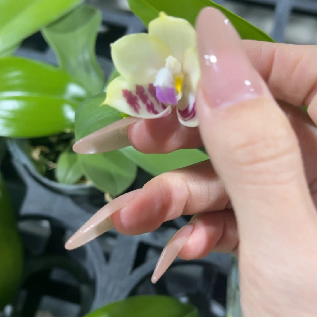 完全开放蘑菇盾蝴蝶兰