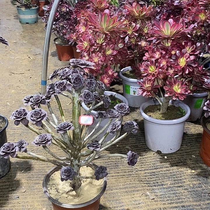 熊***烧67，圆叶红酒杯多肉法师