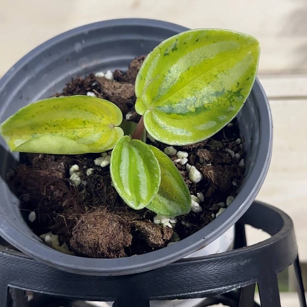 无花朵荧光西瓜焦草锦