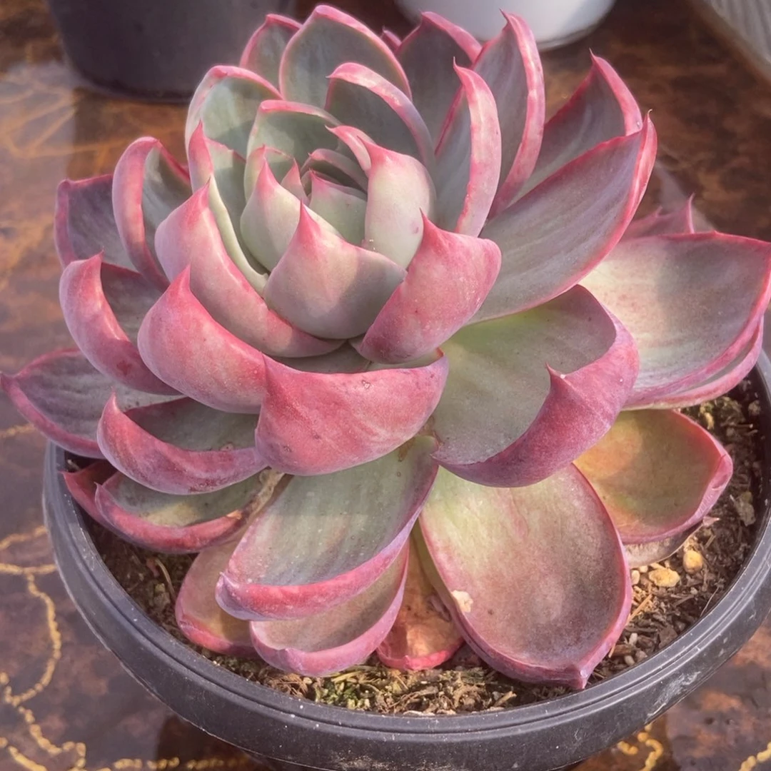 唐***肉惊鸿多肉多肉多肉多肉