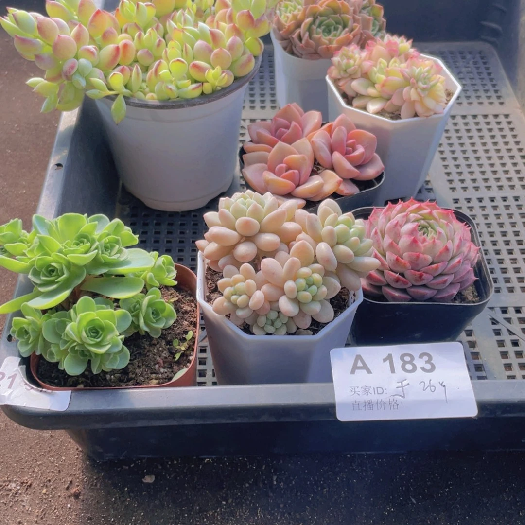 183号框多肉植物