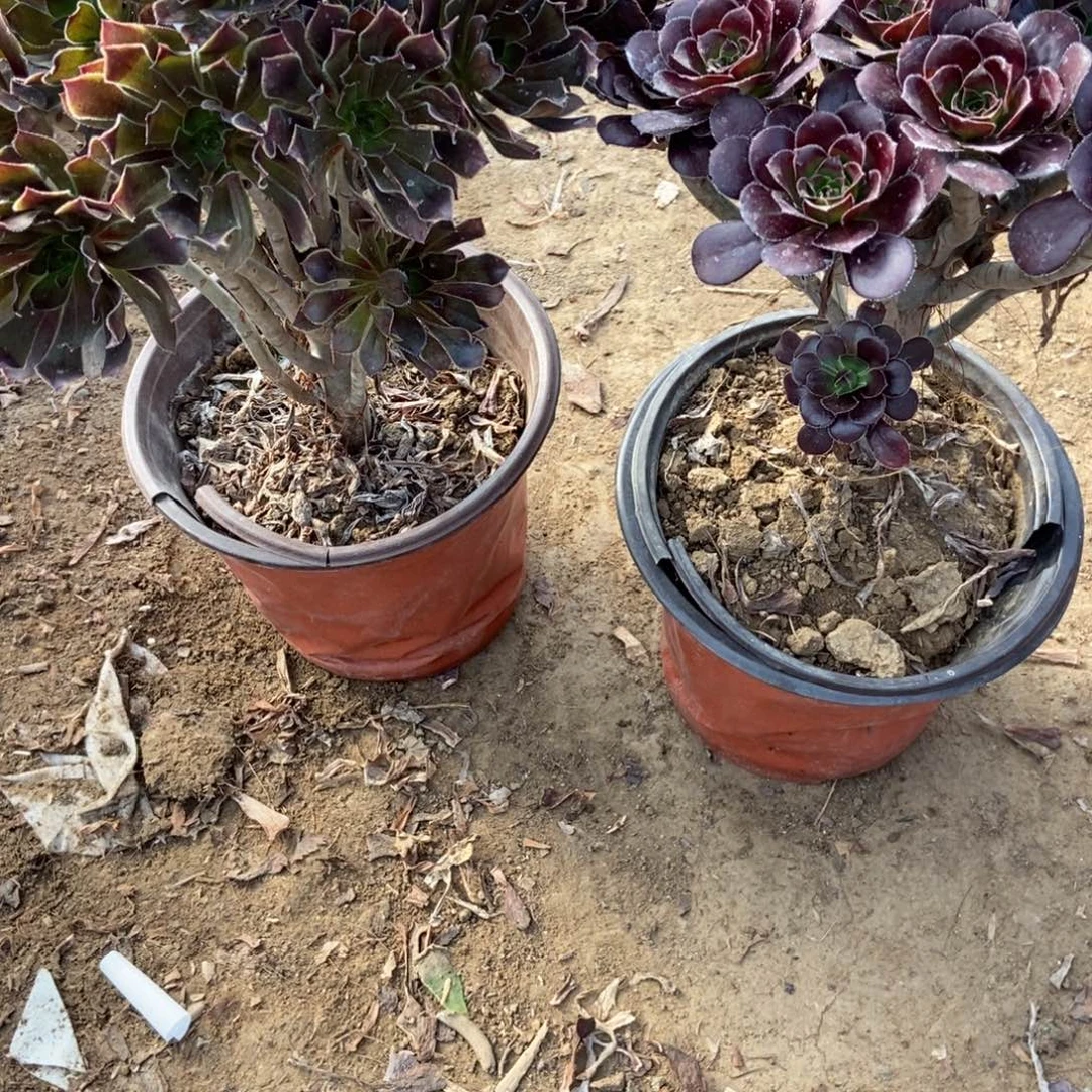 无花朵10号链家两颗不重复法师