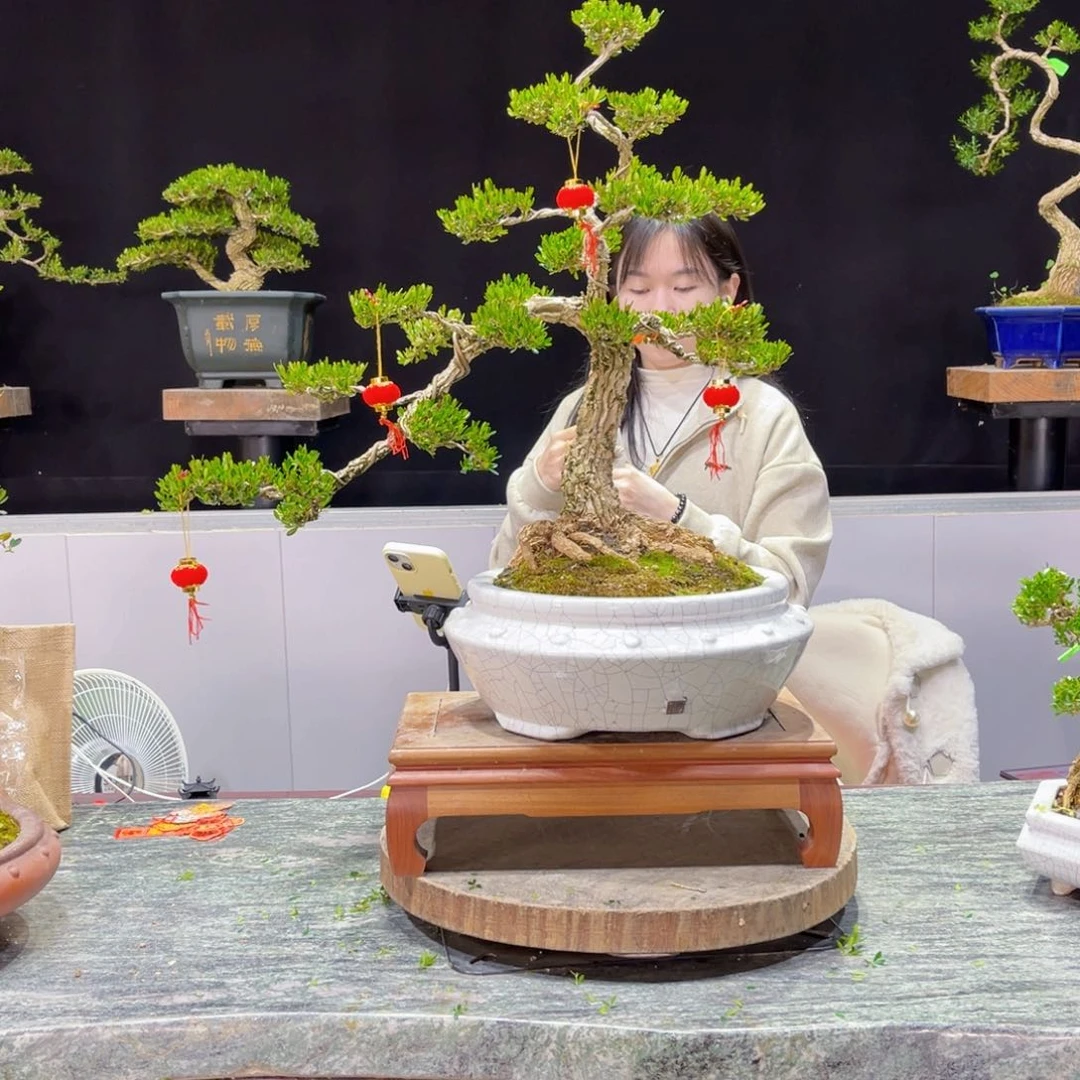 四季常青老桩黄杨盆景