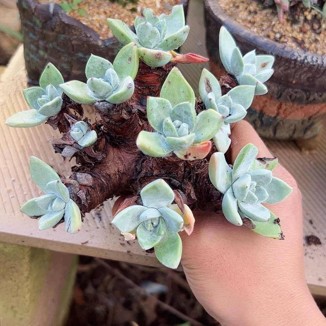 2771瑕疵贝拉仙女杯