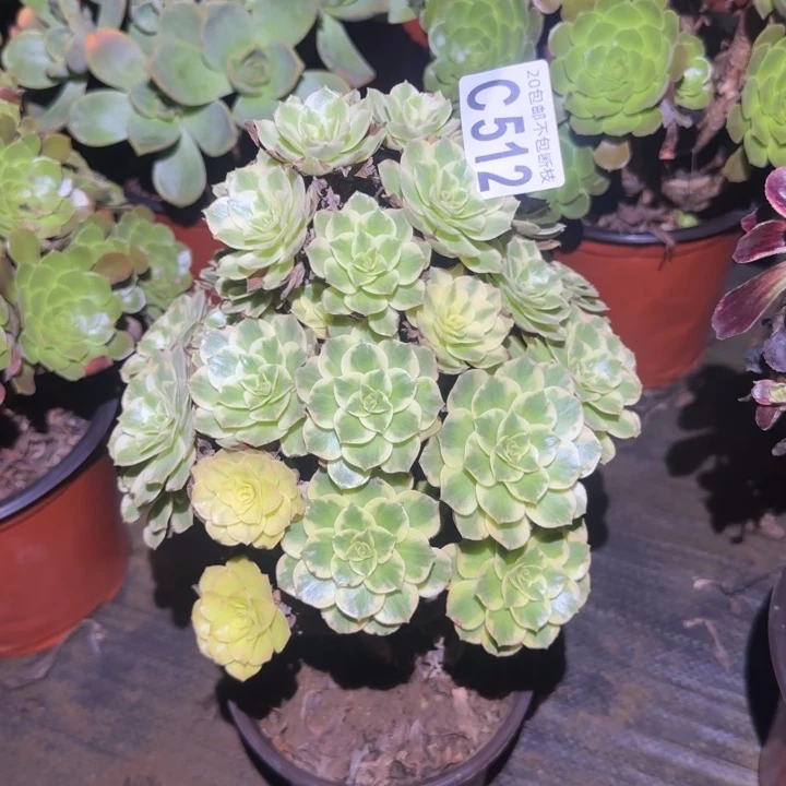 金秋……多肉植物的