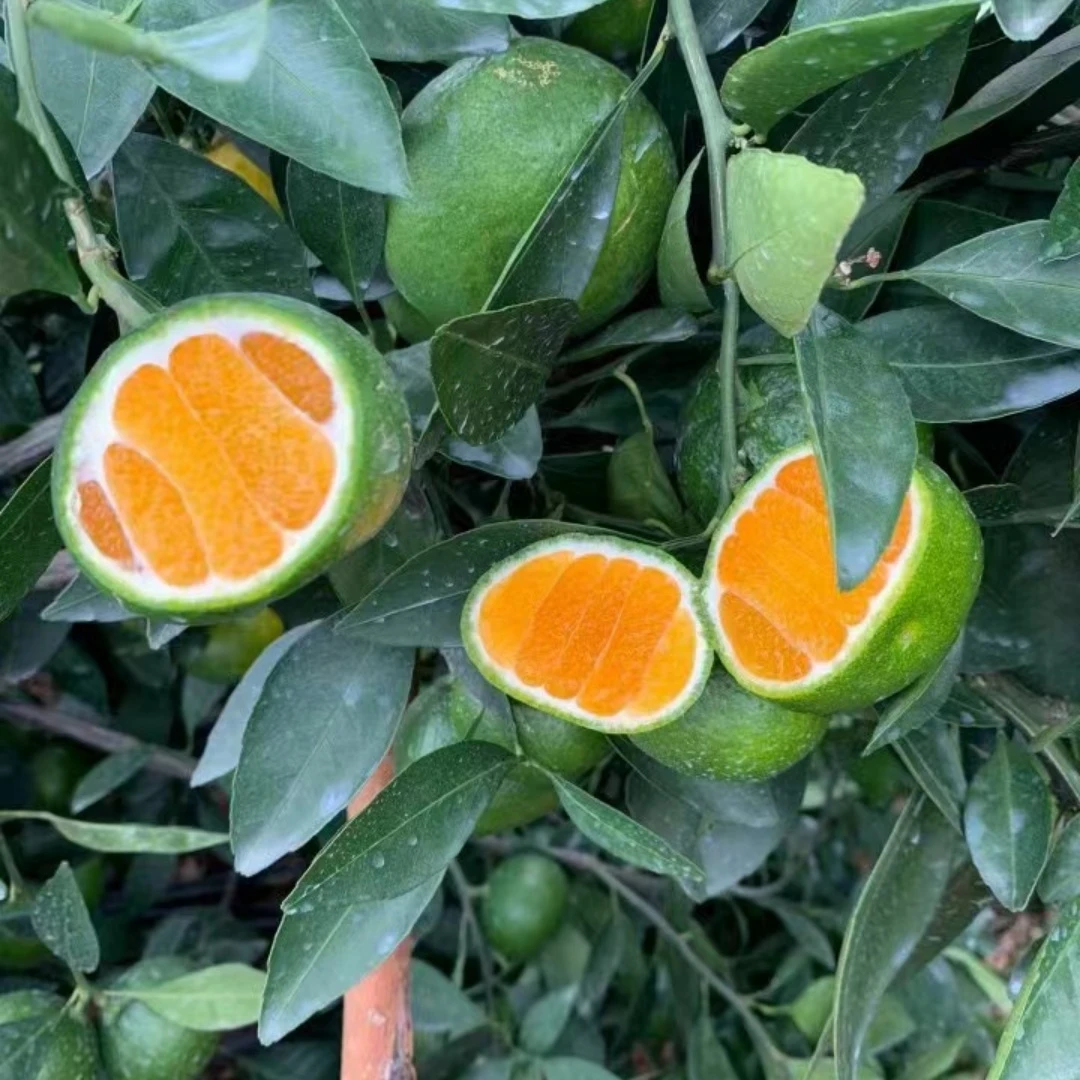 特早熟青皮蜜桔苗日南一号蜜桔苗大分一号柑橘苗橘子树苗当年结果