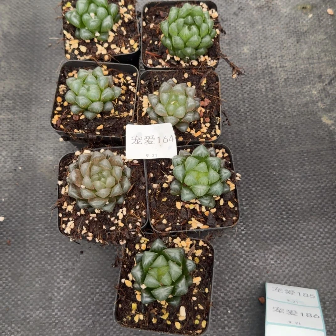 直播福利一物一拍164