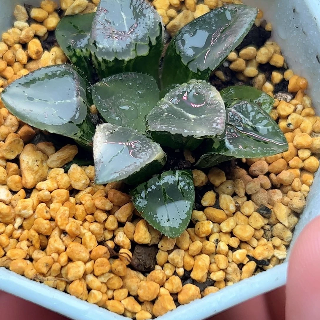 沁影锦十二卷多肉植物