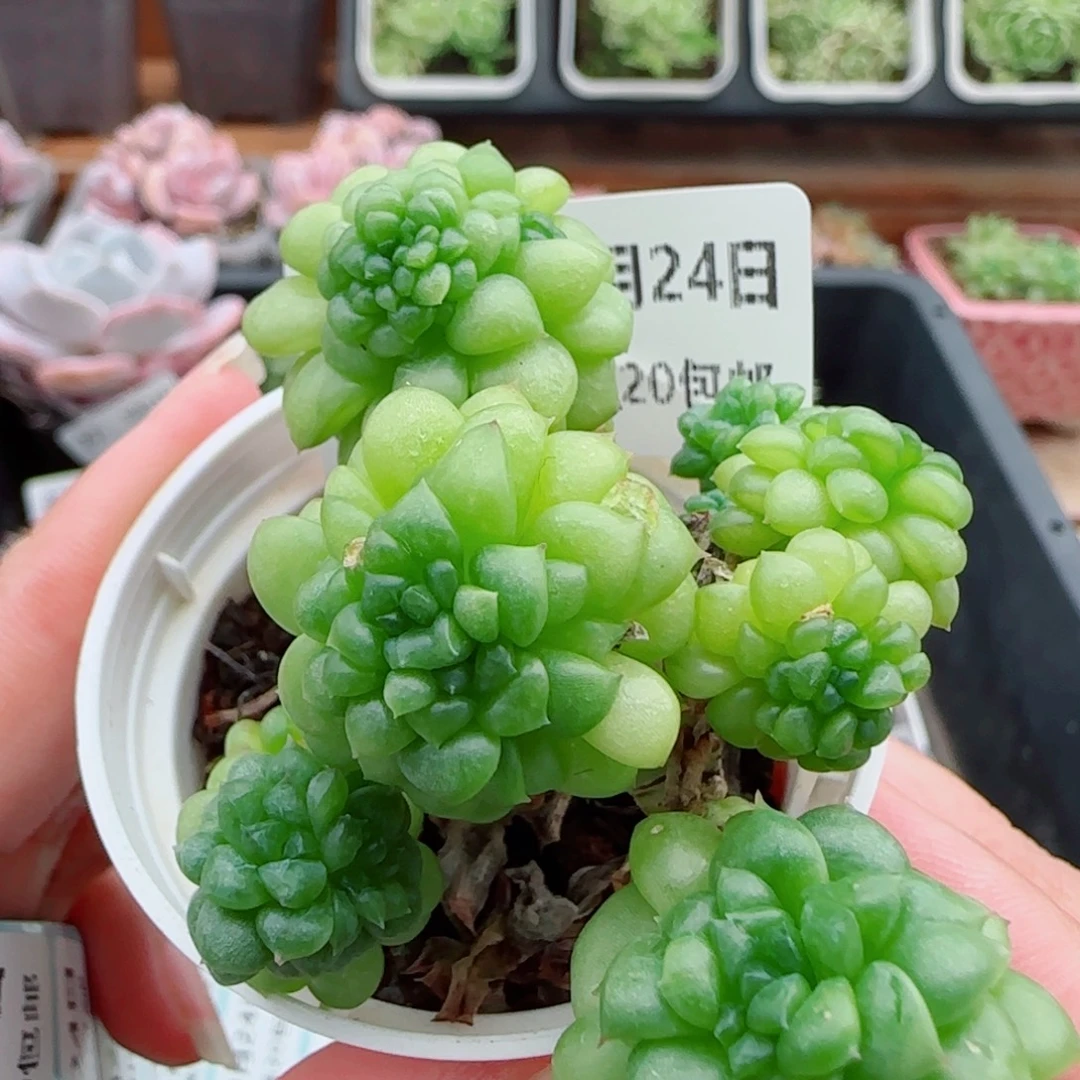 花语逸镜0924-43绿水飘