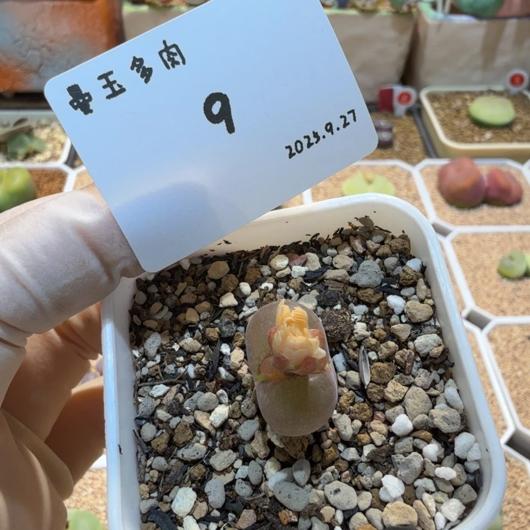 ****‘多肉多肉多肉9.27-009