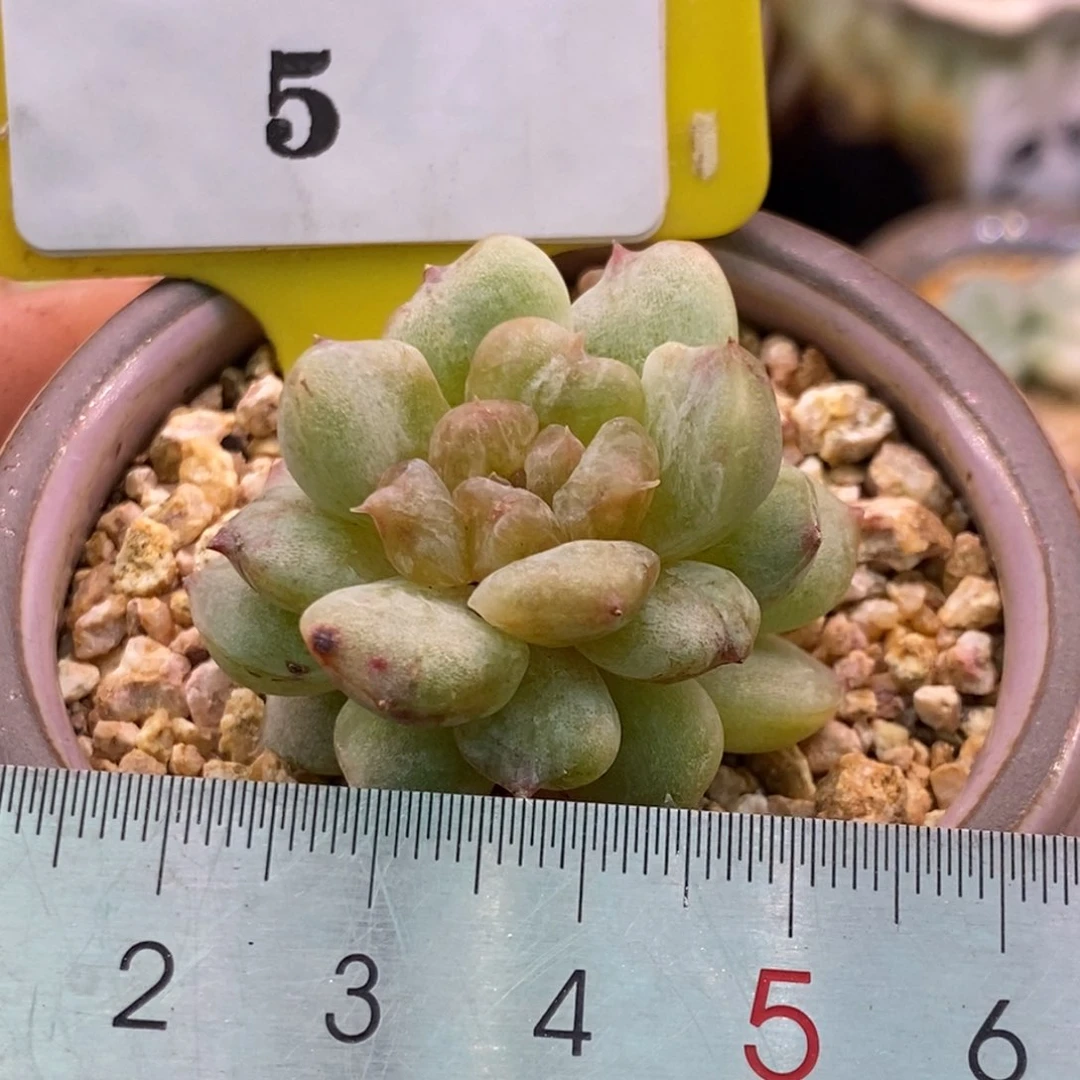 85白恋拉丝石化带锦