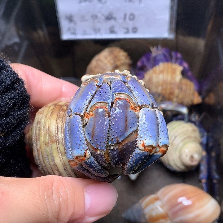 4.0口径奔跑的寄居蟹26