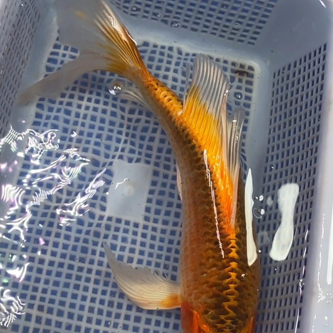 锦鲤冷水锦鲤包邮