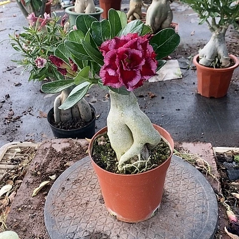 【闪购商品】无花朵清*