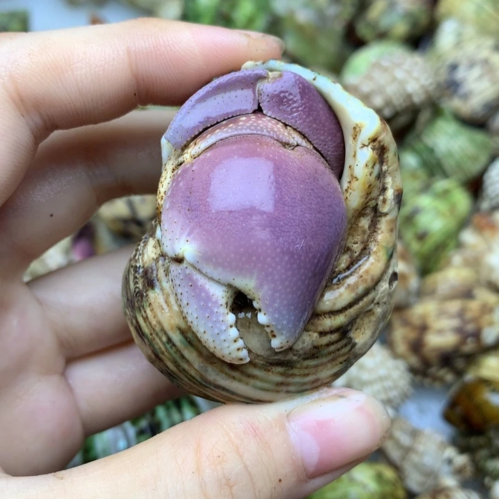 38b精品粉紫大短腕