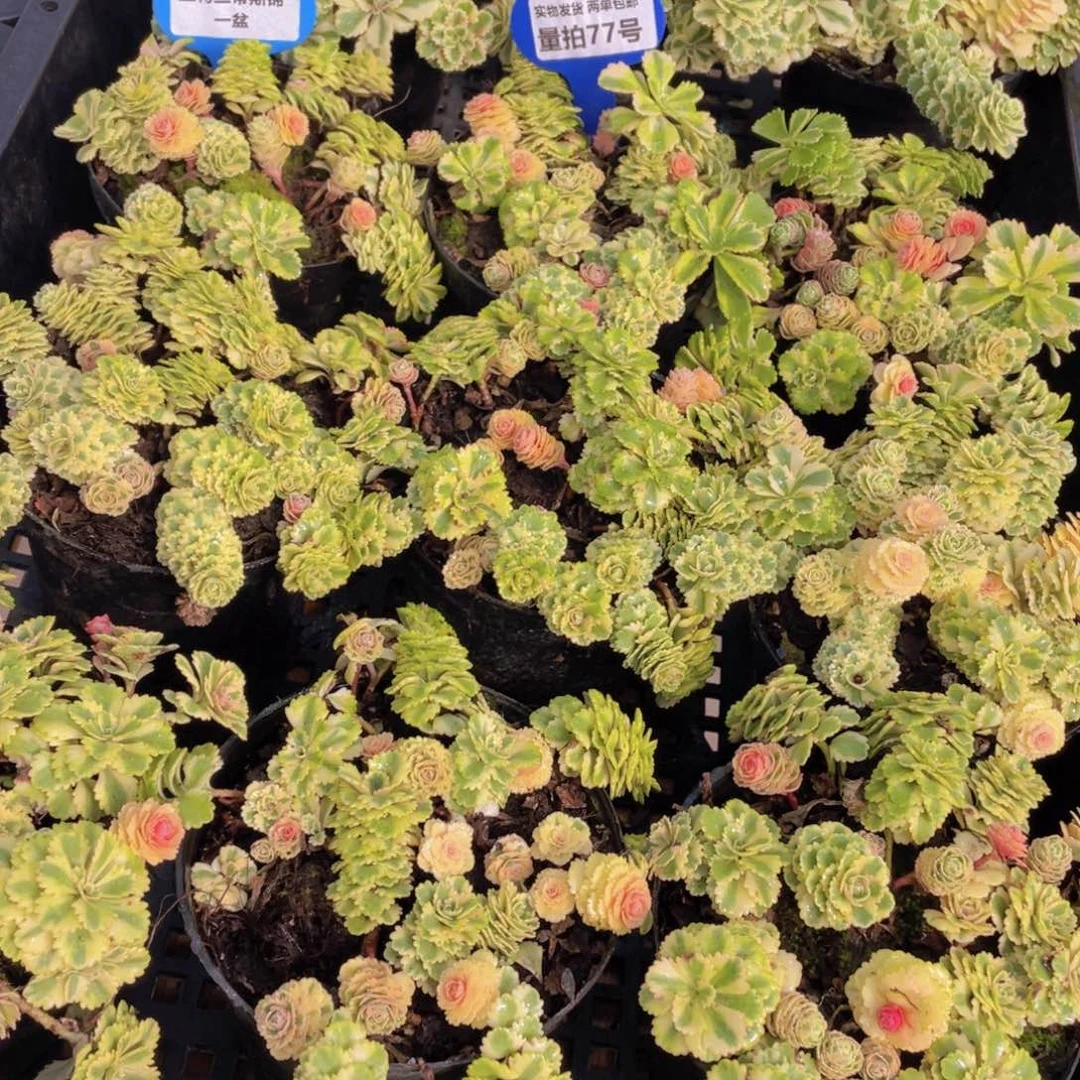 量拍77号 亚特兰蒂斯锦一盆