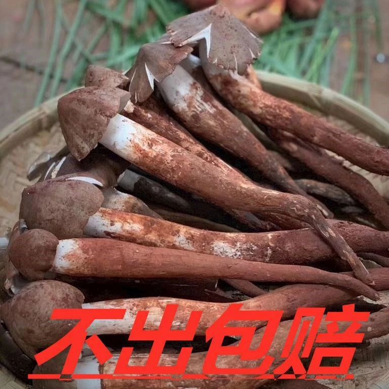 鸡枞菌种子高产量鸡腿菇斗鸡菌三塔菌人工种植菌种包