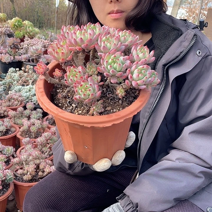 蓝苹果9.9米 量拍多肉