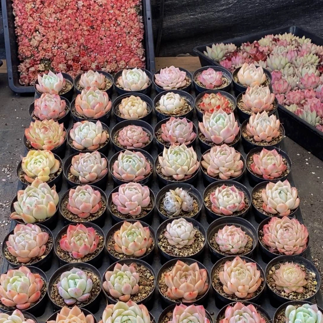 870多肉植物保护研究所所长助理