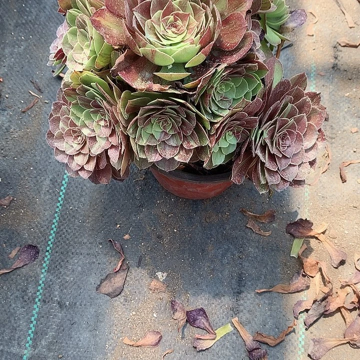 822花月夜多肉植物