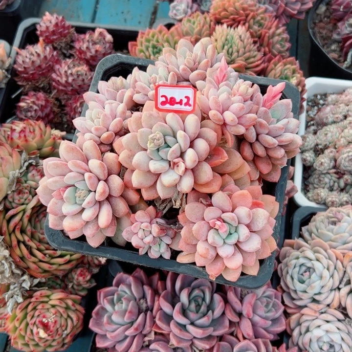 春**开精品多肉植物老桩
