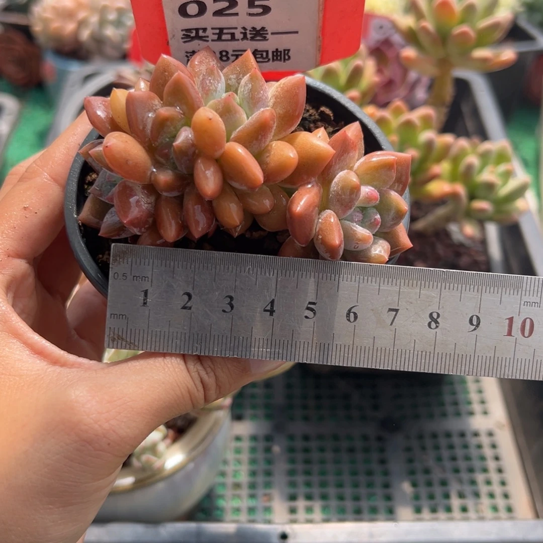 表妹精品多肉植物025.
