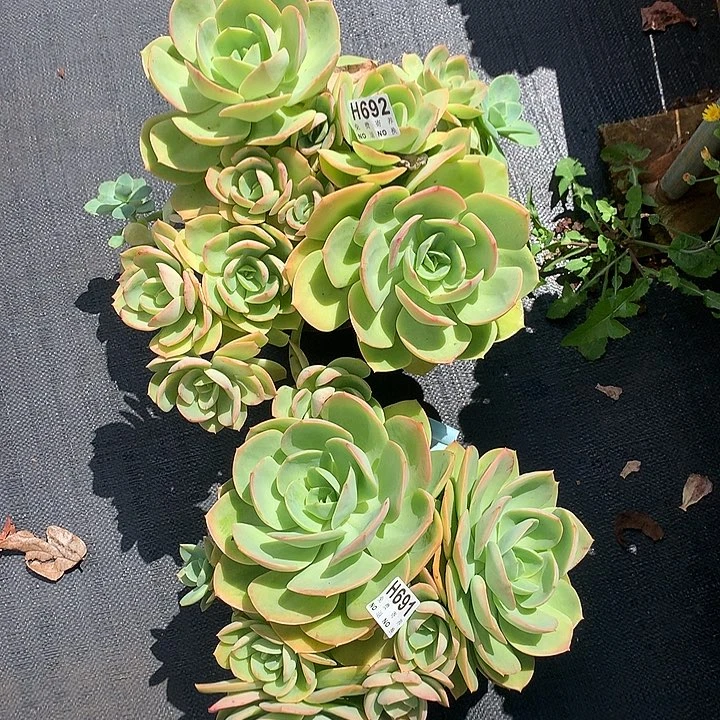 唐***啦天竺两颗692, 691 非偏远38包邮 节后发