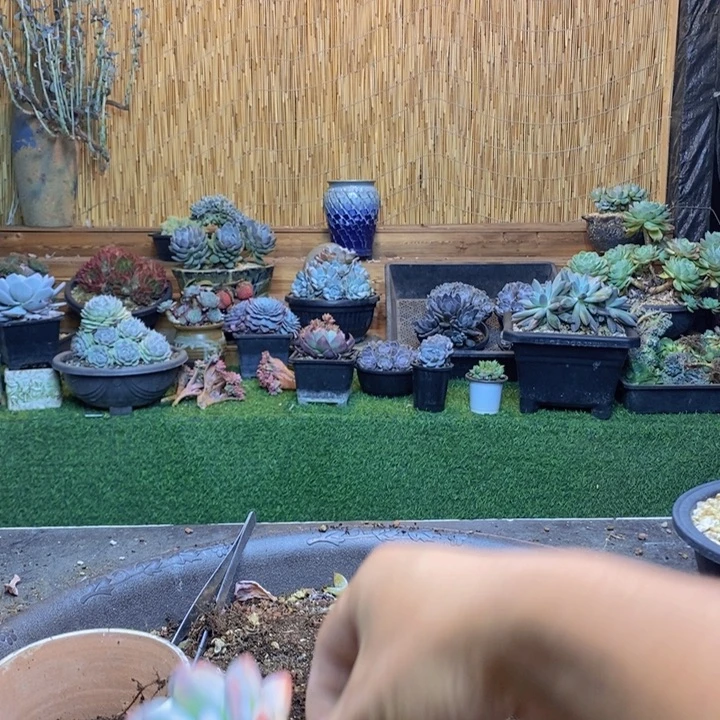 兔***子404号多肉植物多肉植物