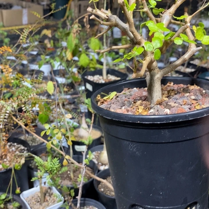 柴***鸭波叶橄榄带盆土发货