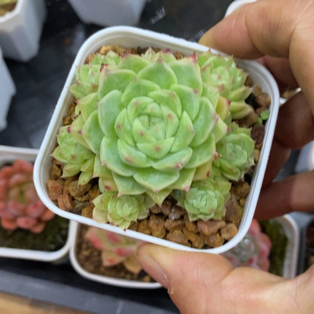 精品多肉一物一拍不包整189