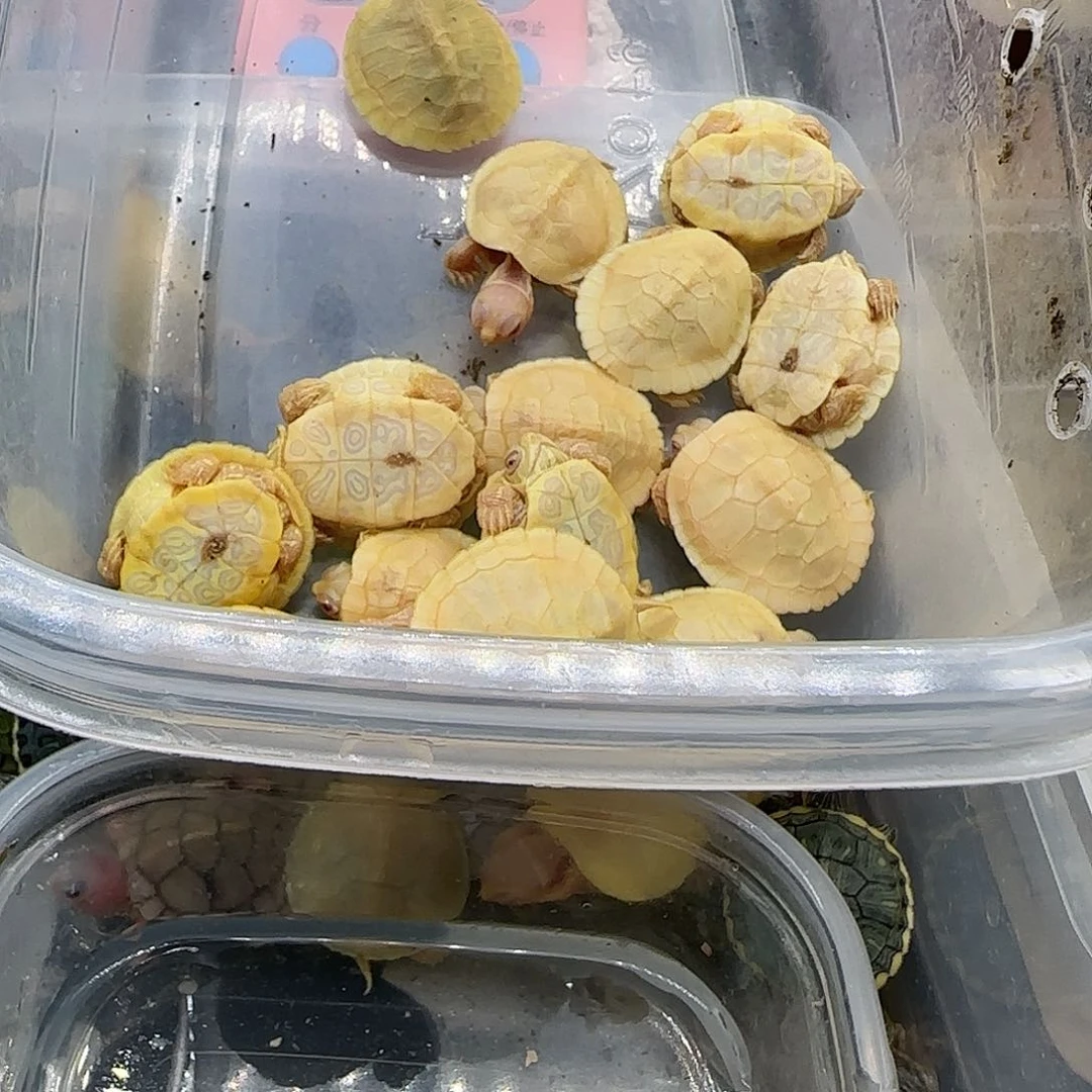 母绿毛龟错甲小勾尾随机发货