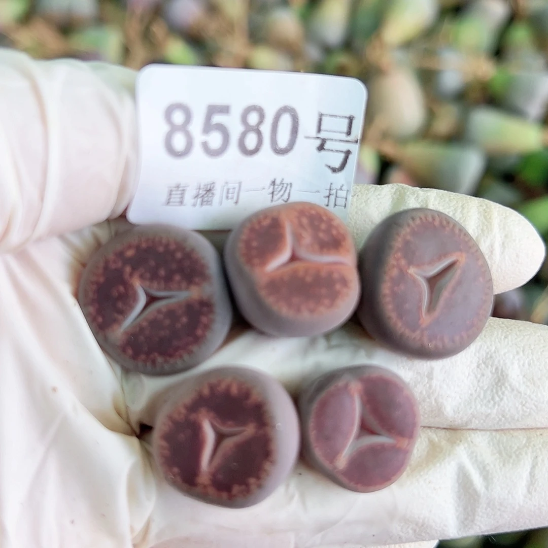 8580 好养易活生石花大母本5个