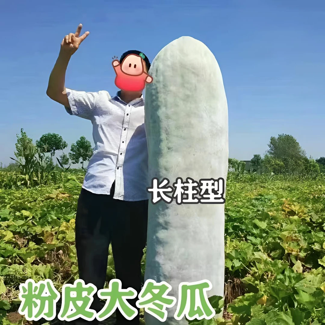 【粉皮大冬瓜种子】四季种植盆栽地栽阳台小院种植
