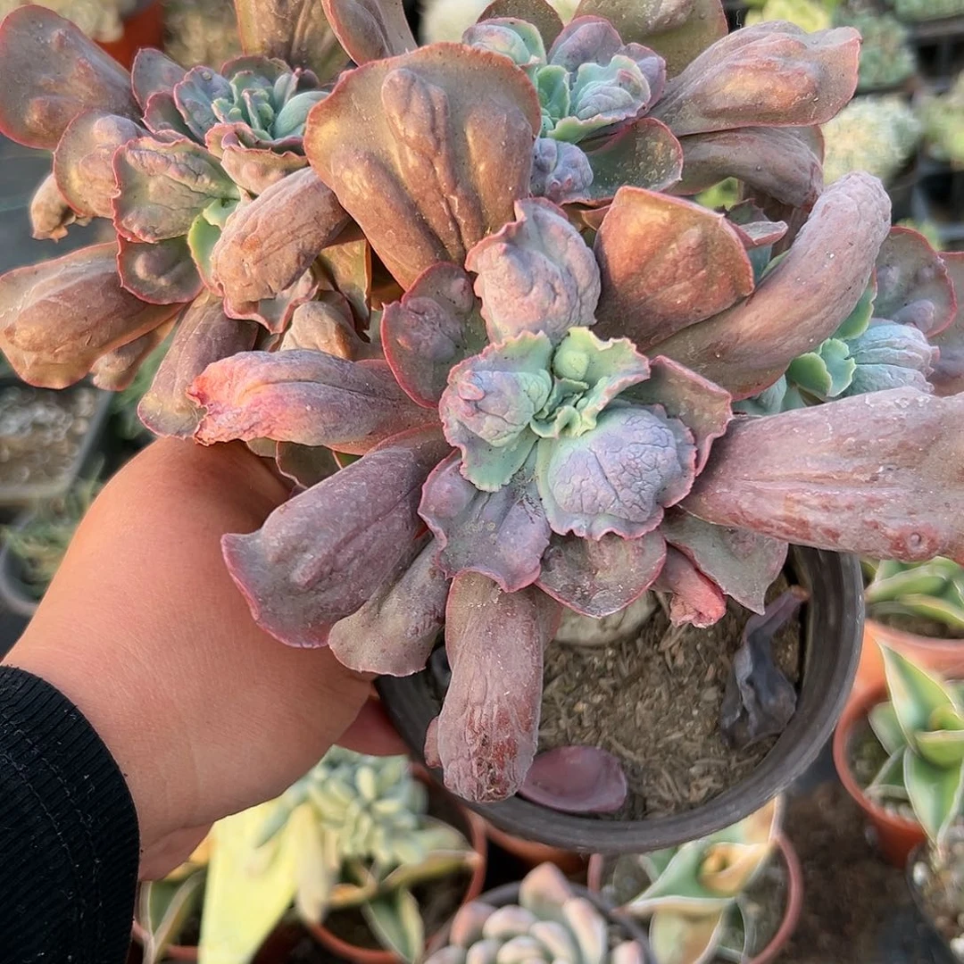 多肉植物有砍男爵