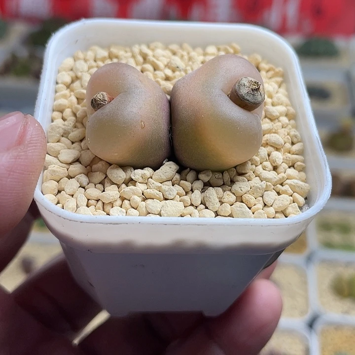 佳人园艺多肉生石花水蜜桃501