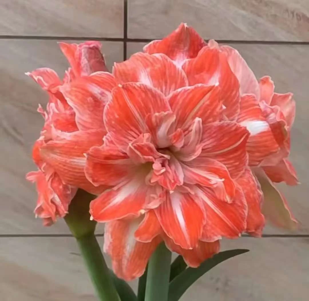 【阳光少女】~青州品韵荷兰进口朱顶红种球重瓣